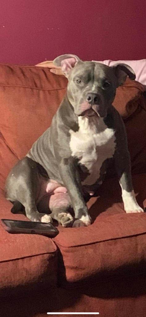 Enlarge Pebbles (the dog) - In Foster, a Adoptable Staffordshire Bull Terrier in Windsor, CT image 1/4