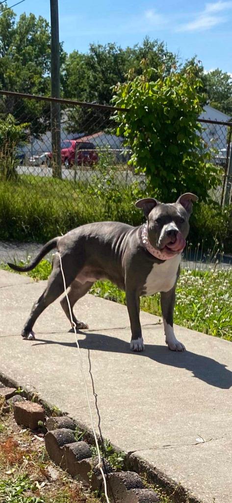 Pebbles (the dog) - In Foster, Adoptable, Adult Female Staffordshire Bull Terrier.