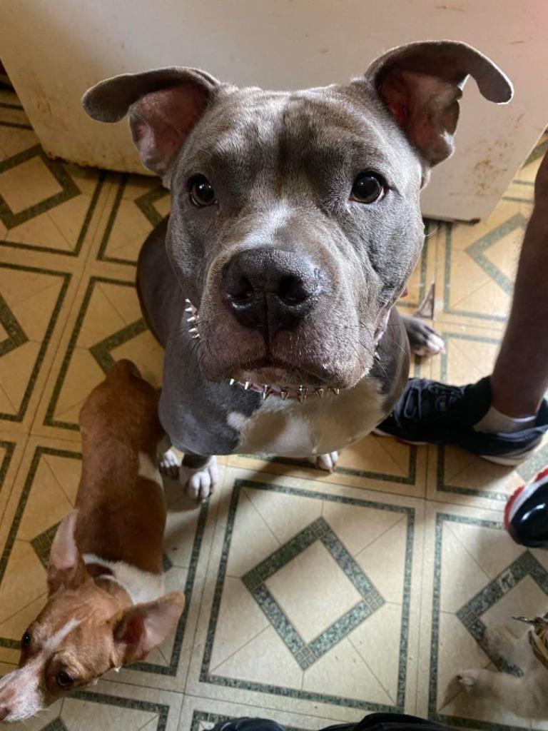 Enlarge Pebbles (the dog) - In Foster, a Adoptable Staffordshire Bull Terrier in Windsor, CT image 4/4