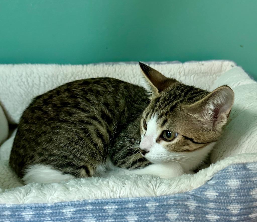 Enlarge Eggnog, a Adoptable mixed breed in Waynesville, MO image 1/1