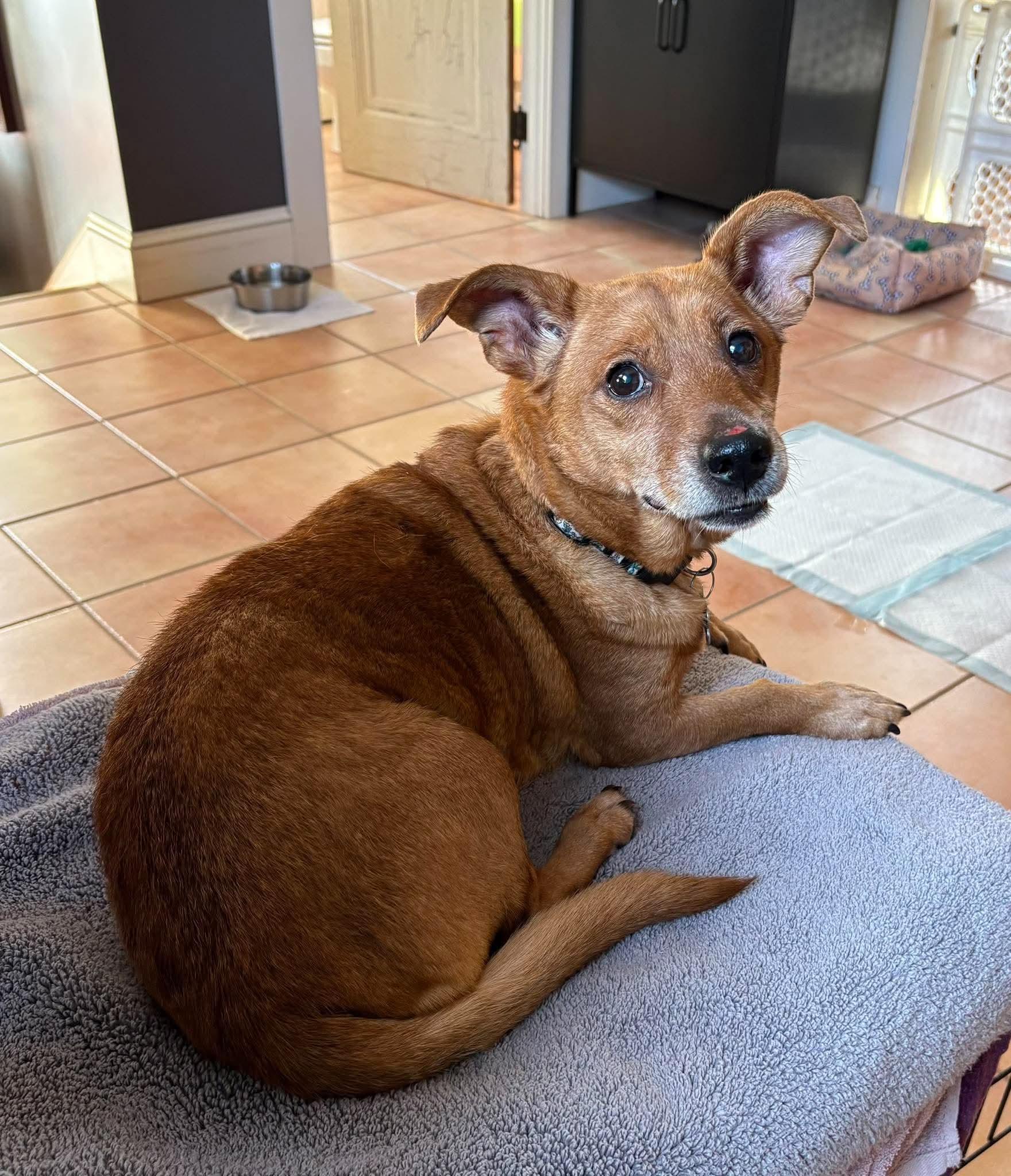 Maeve, Adoptable, Senior Female Dachshund.