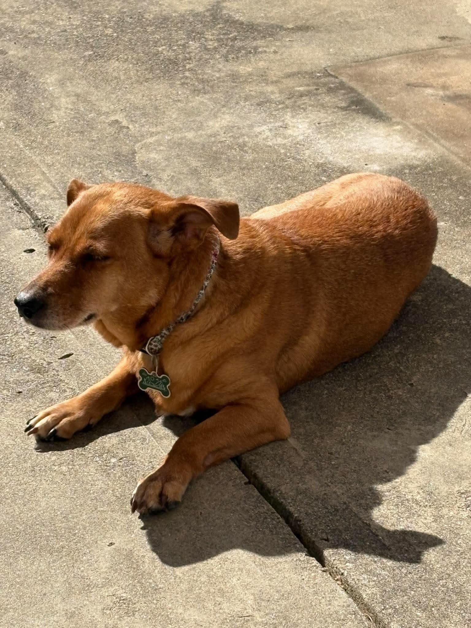 Enlarge Maeve, a Adoptable mixed breed in Cranston, RI image 5/6