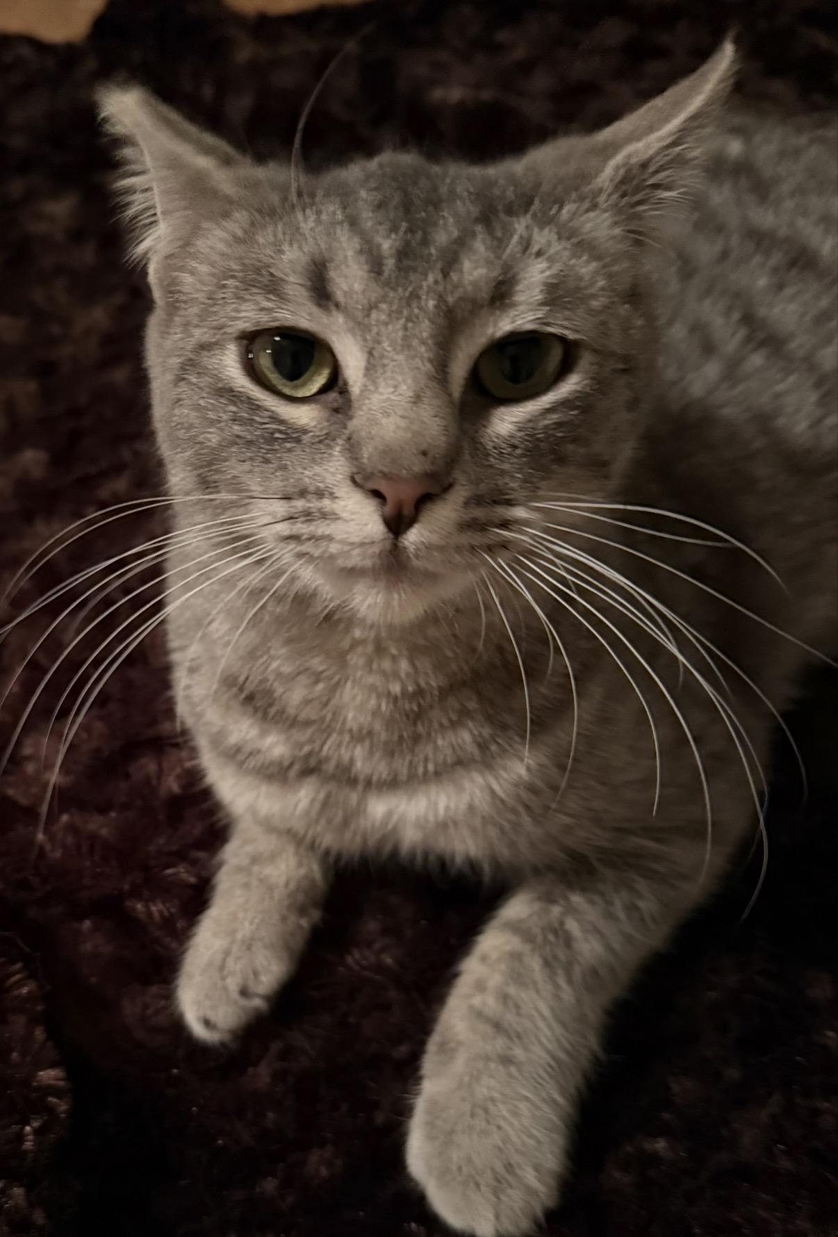 Enlarge Hazel, a ADOPTABLE Domestic Short Hair in Camarillo, CA image 1/1