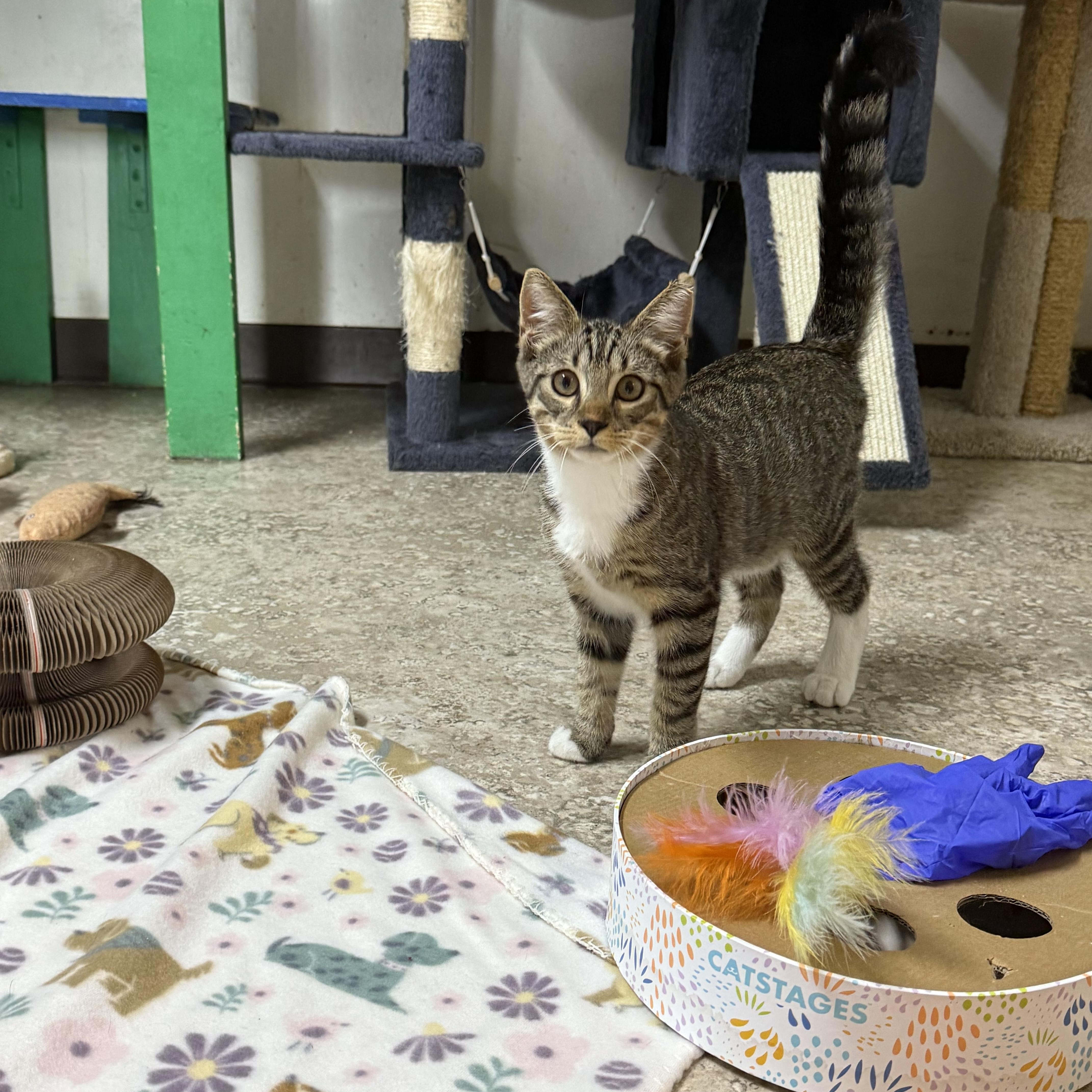 Enlarge Otis, an adopted Domestic Short Hair in Hendersonville, TN image 1/1
