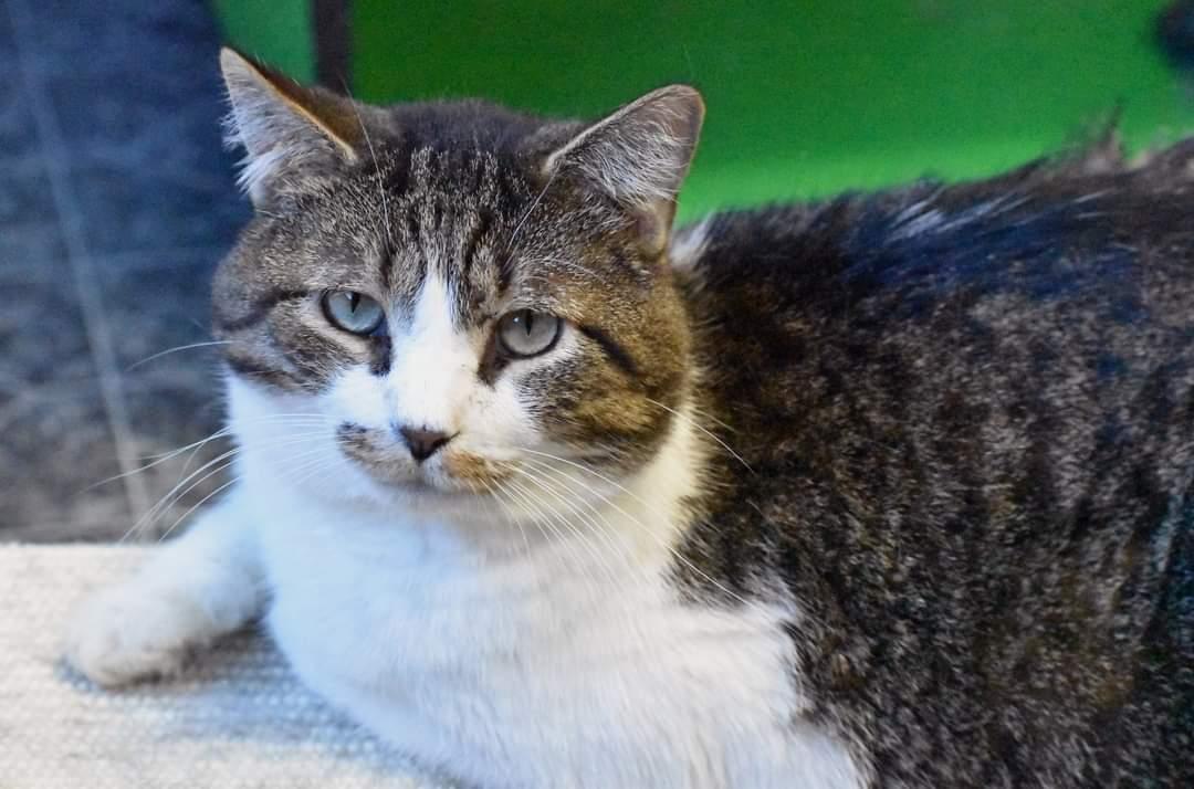 Billy, a Adoptable Domestic Short Hair in Iroquois, IL image 1/3