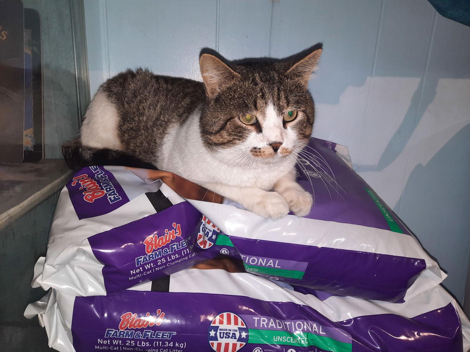 Billy, a Adoptable Domestic Short Hair in Iroquois, IL image 2/3