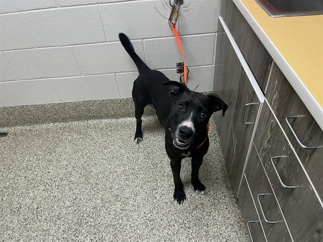 Enlarge PEANUT, a Adoptable mixed breed in Colorado Springs, CO image 1/1