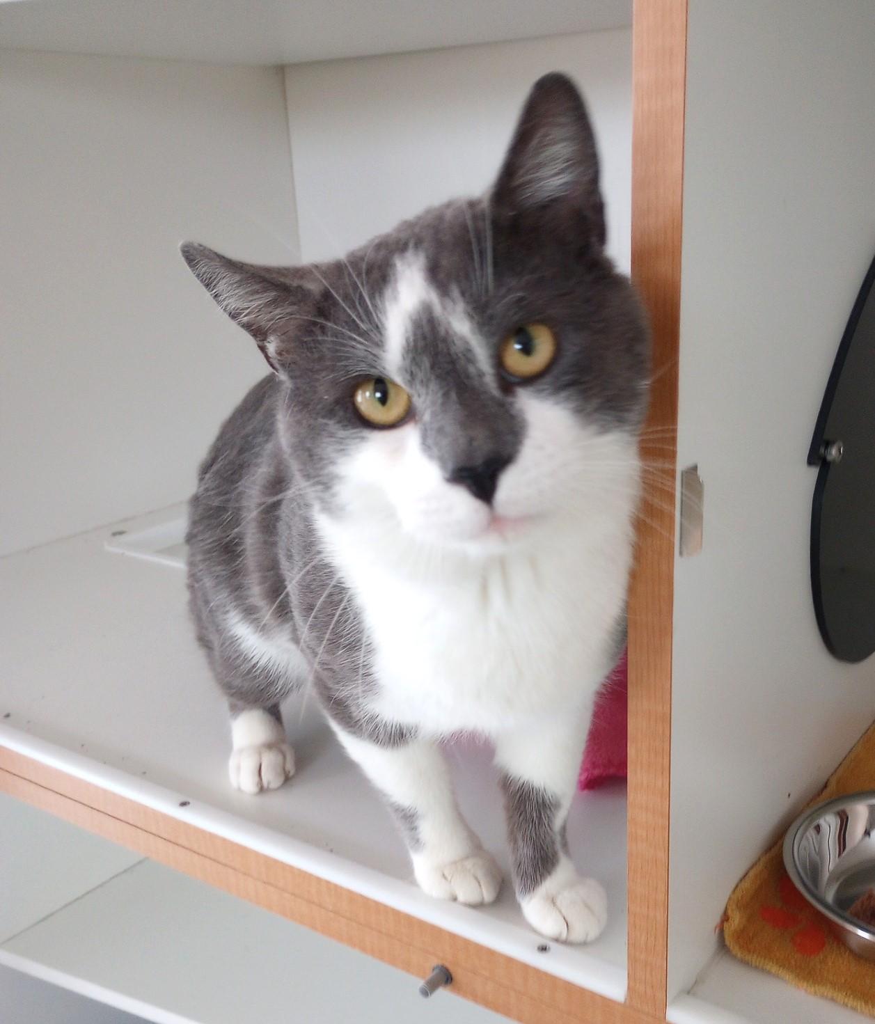 Cliff Claven, Adult Male Domestic Short Hair