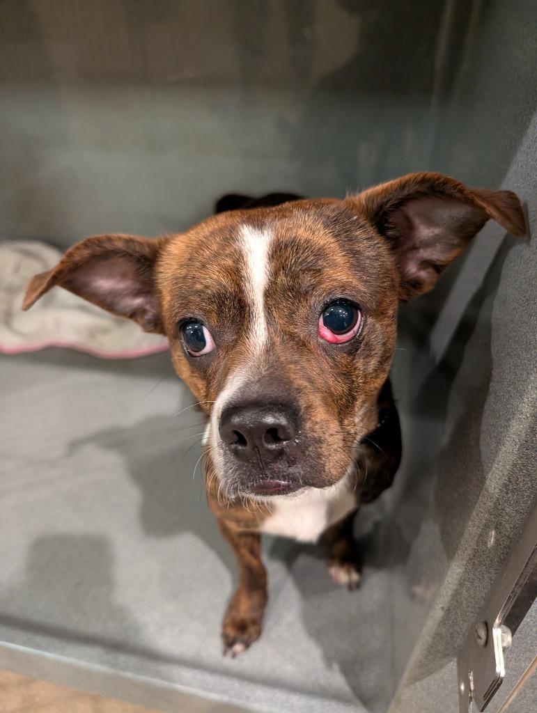 Milo, Adoptable, Young Male Affenpinscher.