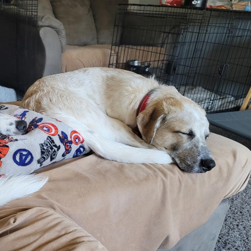 Hades, Adoptable, Young Male Great Pyrenees & Cattle Dog.