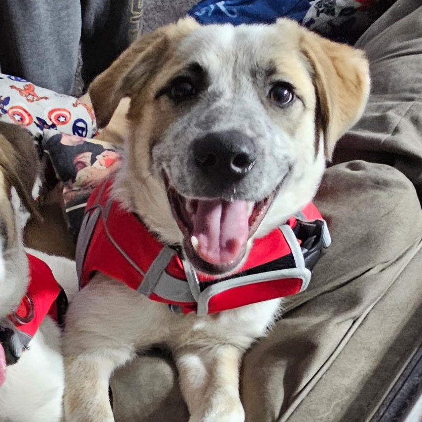 Enlarge Hades, a Adoptable mixed breed in Newfoundland, NJ image 3/3