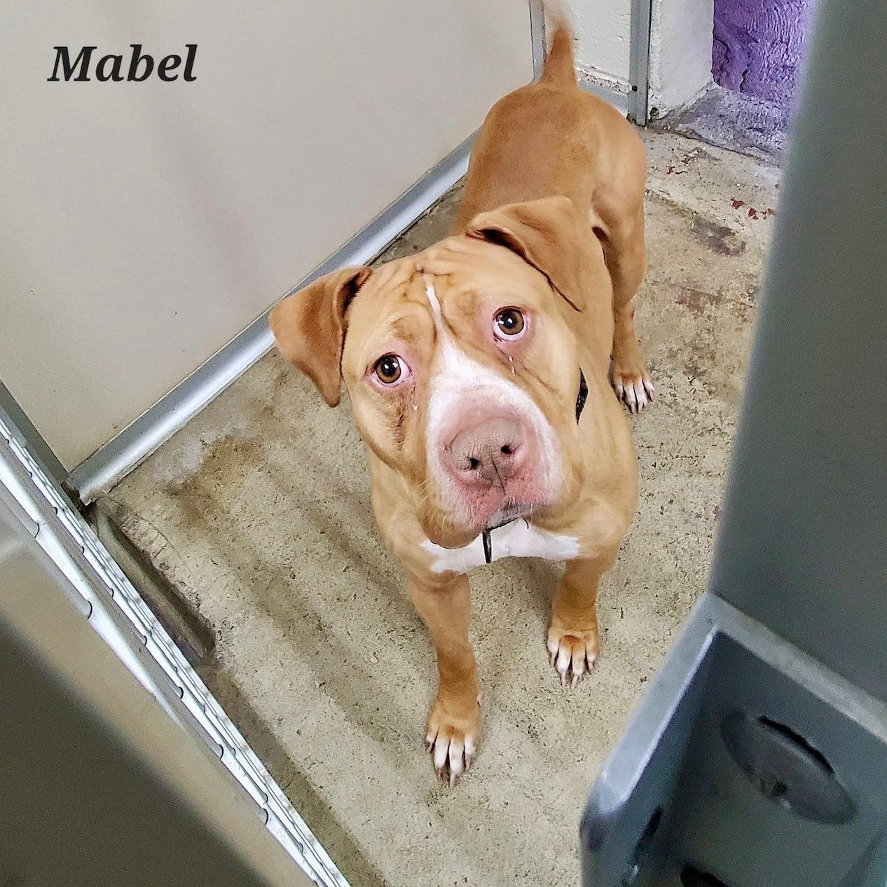 Mabel, adopted, Young Female American Bully.
