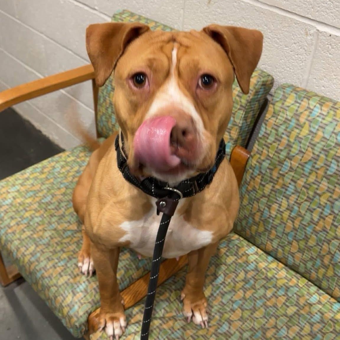 Enlarge Mabel, an adopted mixed breed in West Milford, NJ image 2/5