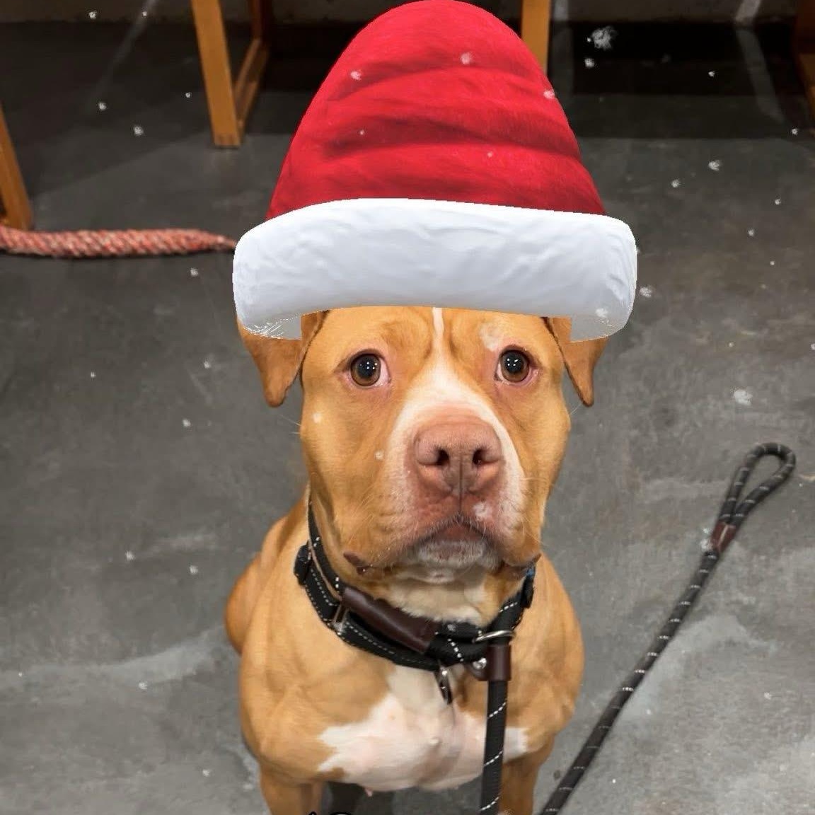 Enlarge Mabel, an adopted mixed breed in West Milford, NJ image 3/5