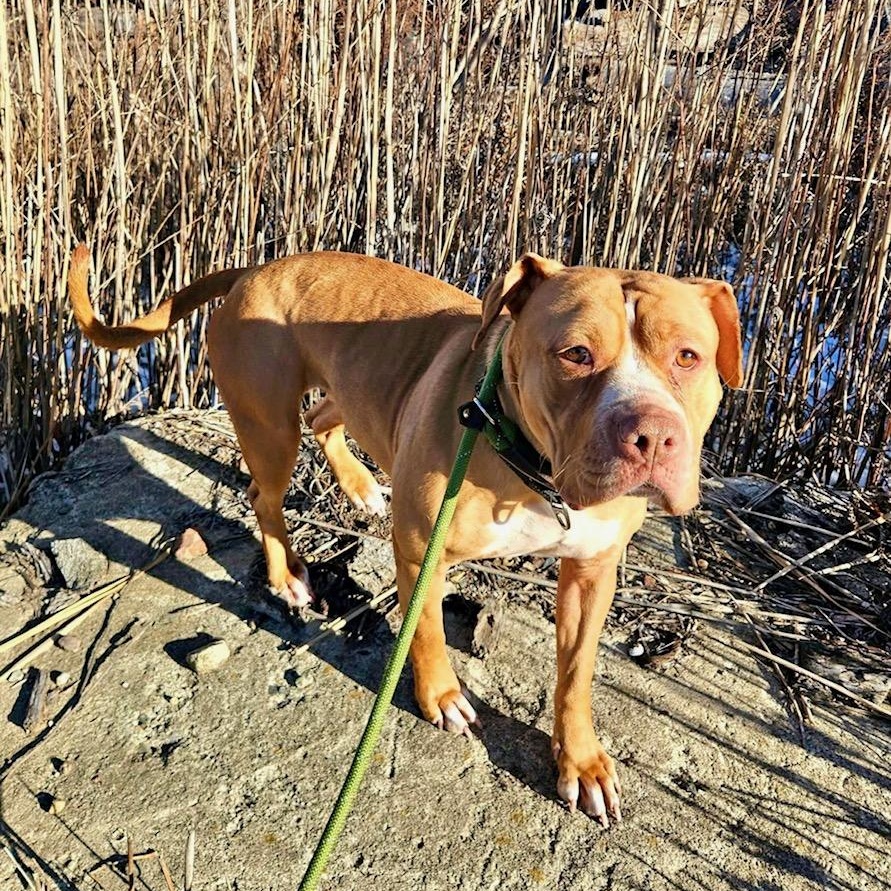 Enlarge Mabel, an adopted mixed breed in West Milford, NJ image 4/5