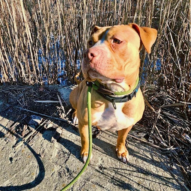 Enlarge Mabel, an adopted mixed breed in West Milford, NJ image 5/5