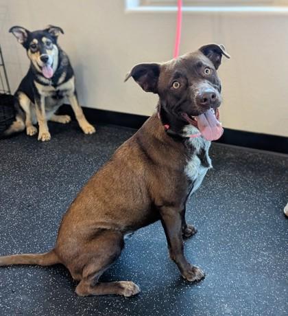 Mavis, Adoptable, Young Female Pointer & Mixed Breed.