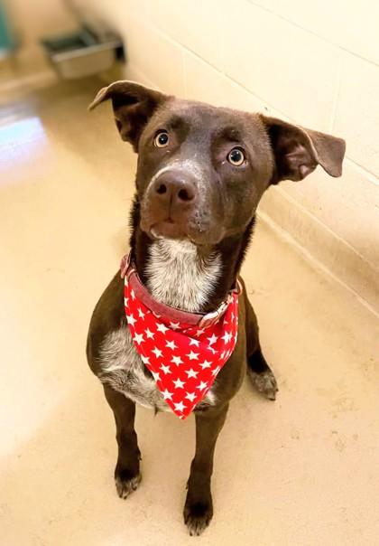 Enlarge Mavis, a Adoptable mixed breed in Portola, CA image 2/3