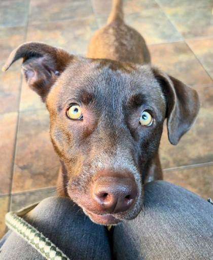 Enlarge Mavis, a Adoptable mixed breed in Portola, CA image 3/3