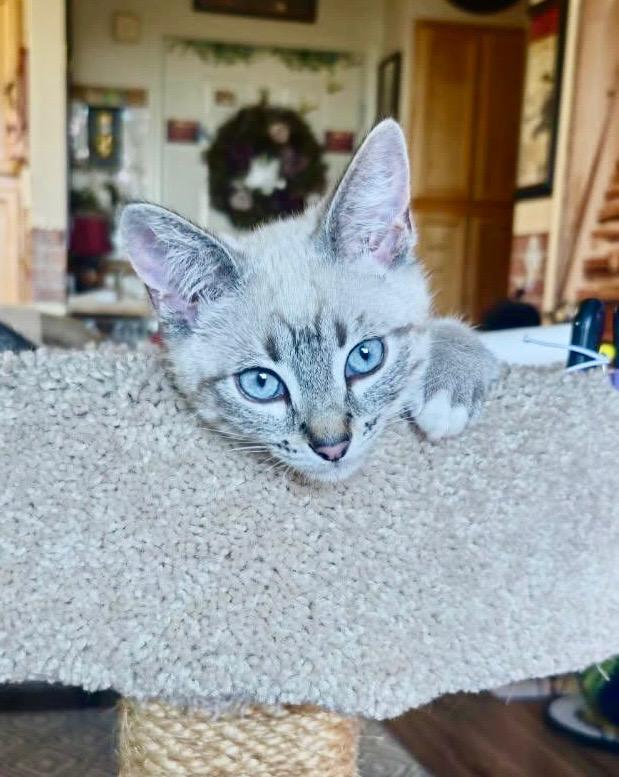 Enlarge Fiona (friendly / affectionate / curious), a ADOPTABLE mixed breed in San Jose, CA image 6/6