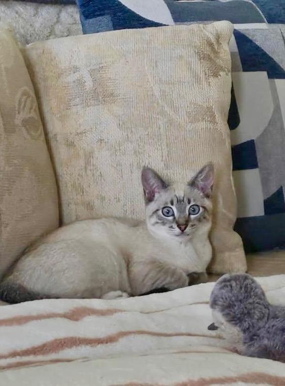 Enlarge Fiona (friendly / affectionate / curious), a ADOPTABLE mixed breed in San Jose, CA image 5/6