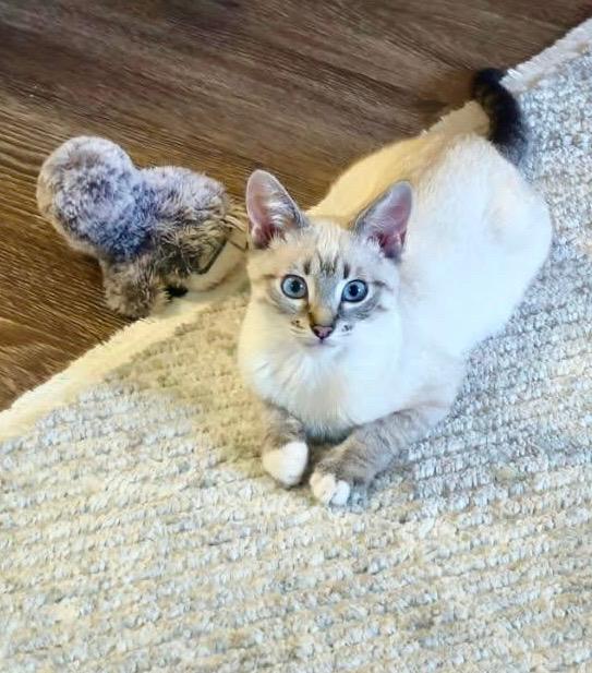 Enlarge Fiona (friendly / affectionate / curious), a ADOPTABLE mixed breed in San Jose, CA image 2/6