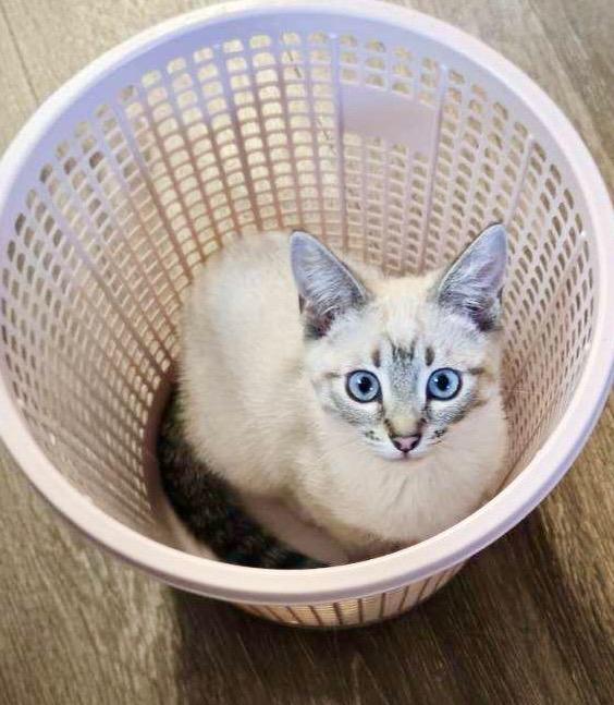 Enlarge Fiona (friendly / affectionate / curious), a ADOPTABLE mixed breed in San Jose, CA image 3/6