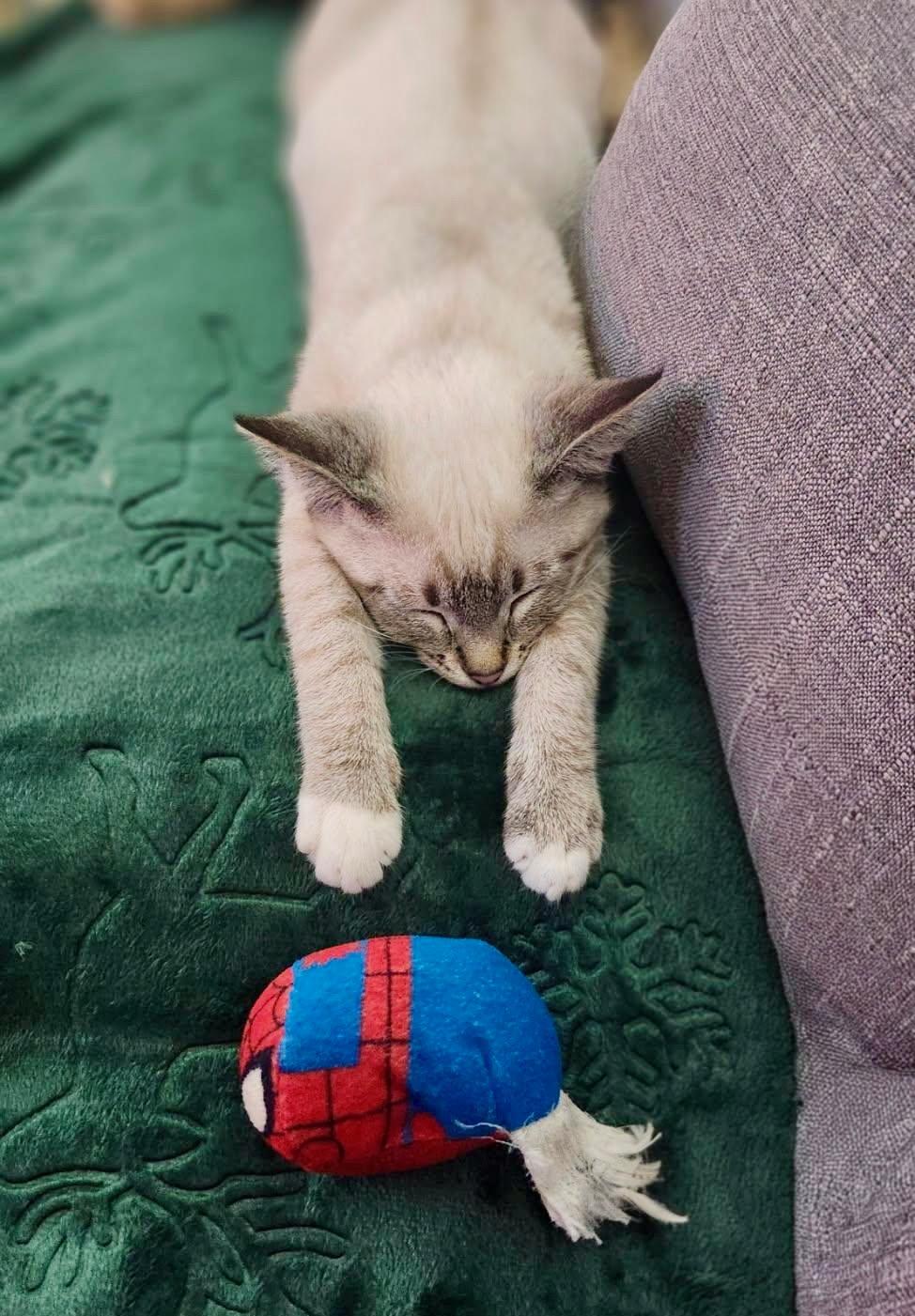 Enlarge Fiona (friendly / affectionate / curious), a ADOPTABLE mixed breed in San Jose, CA image 4/6