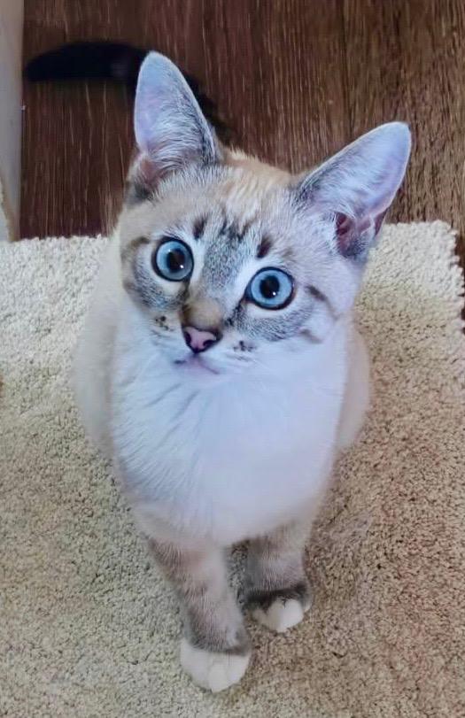 Enlarge Fiona (friendly / affectionate / curious), a ADOPTABLE mixed breed in San Jose, CA image 1/6