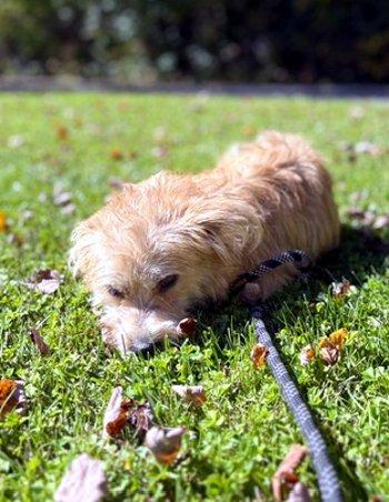 Enlarge Smalls, a Adoptable mixed breed in Bedford Hills, NY image 6/6