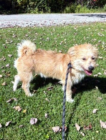 Enlarge Smalls, a Adoptable mixed breed in Bedford Hills, NY image 3/6