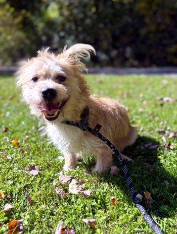 Enlarge Smalls, a Adoptable mixed breed in Bedford Hills, NY image 5/6