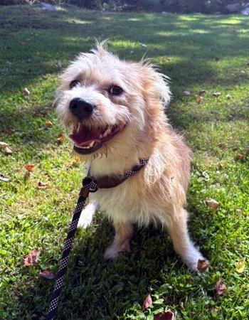 Enlarge Smalls, a Adoptable mixed breed in Bedford Hills, NY image 4/6