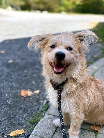 Smalls, Adoptable, Young Male Terrier.