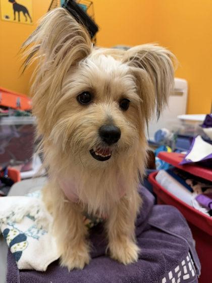 Lexi Bonded To Ricky