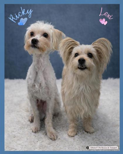 Lexi Bonded To Ricky thumbnail 2