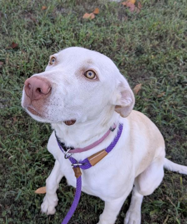 Enlarge Cyrus, a Adoptable mixed breed in Osage Beach, MO image 1/2
