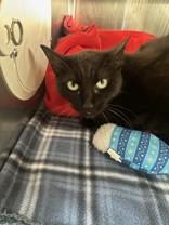 Marley, Adoptable, Adult Female Domestic Short Hair.