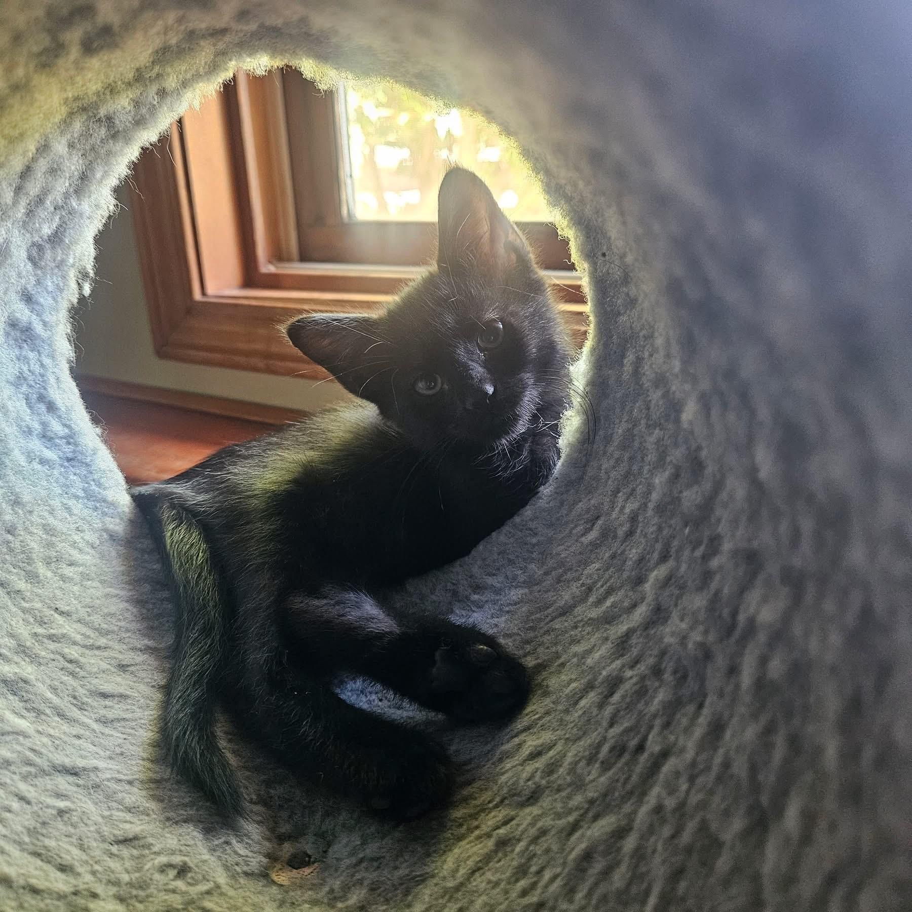Enlarge Stormy, a Adopted Domestic Short Hair in Manhattan, KS image 1/1