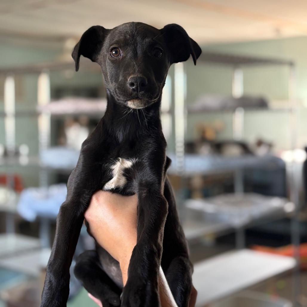Buffy, Adoptable, Young Female Black Labrador Retriever & Mixed Breed.