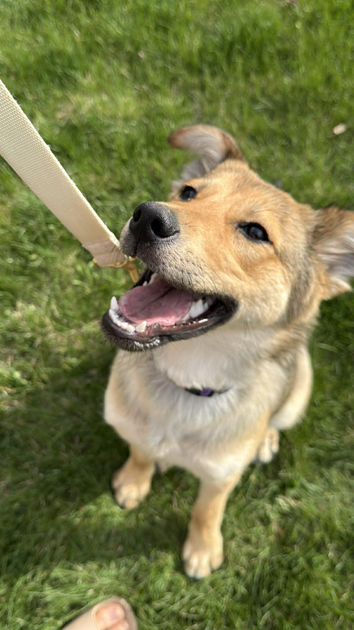 Brynn, Adoptable, Puppy Female Shepherd & Golden Retriever.