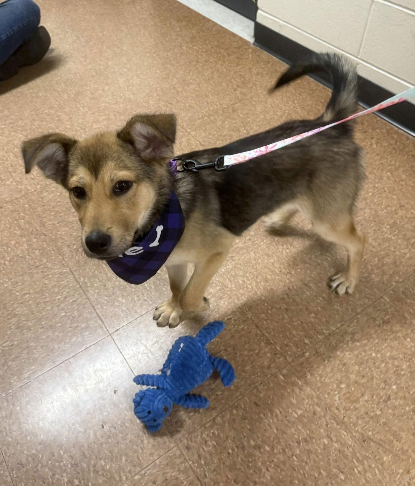 Enlarge Brynn, a Adoptable mixed breed in GILBERTS, IL image 1/3