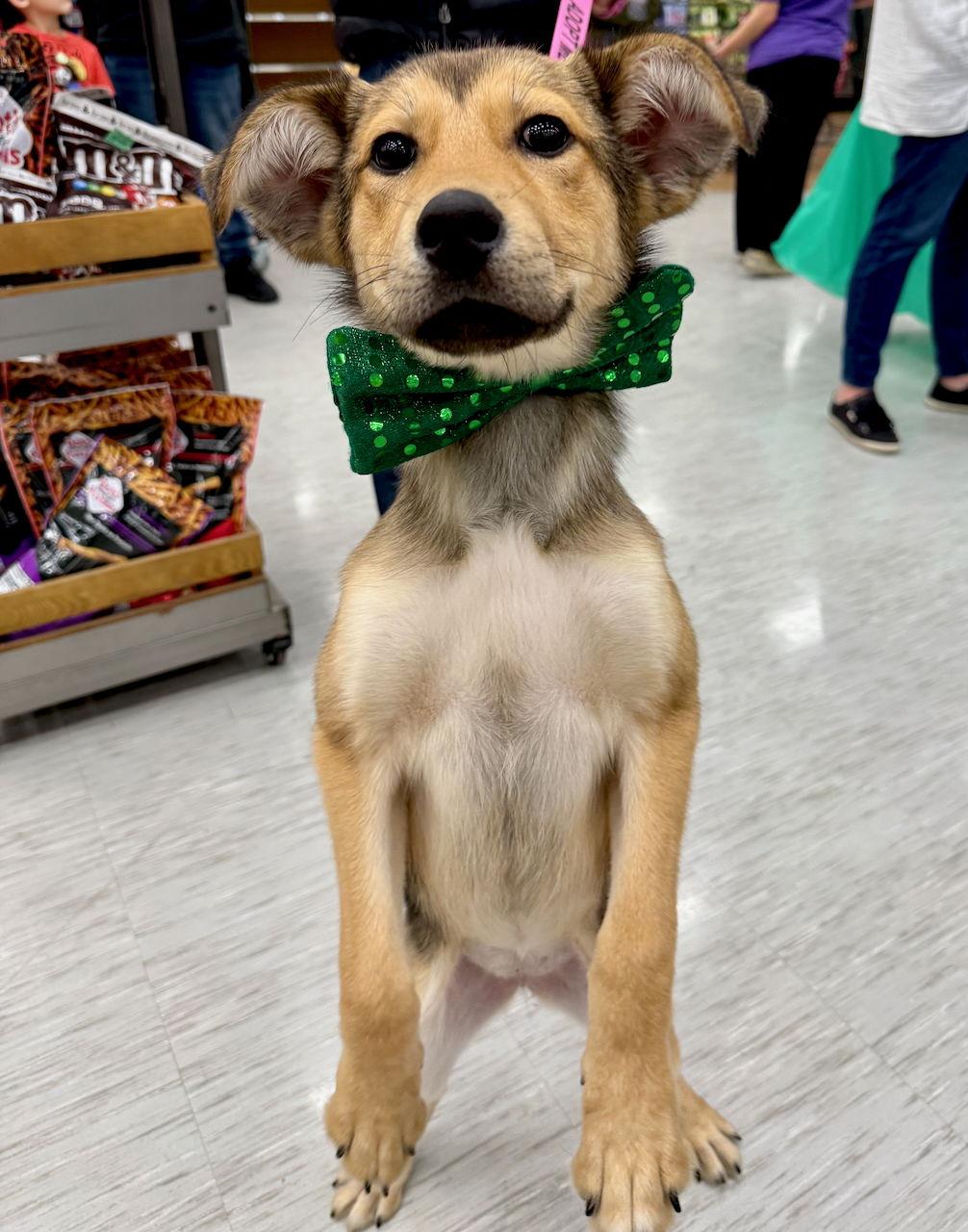 Enlarge Brynn, a Adoptable mixed breed in GILBERTS, IL image 2/3