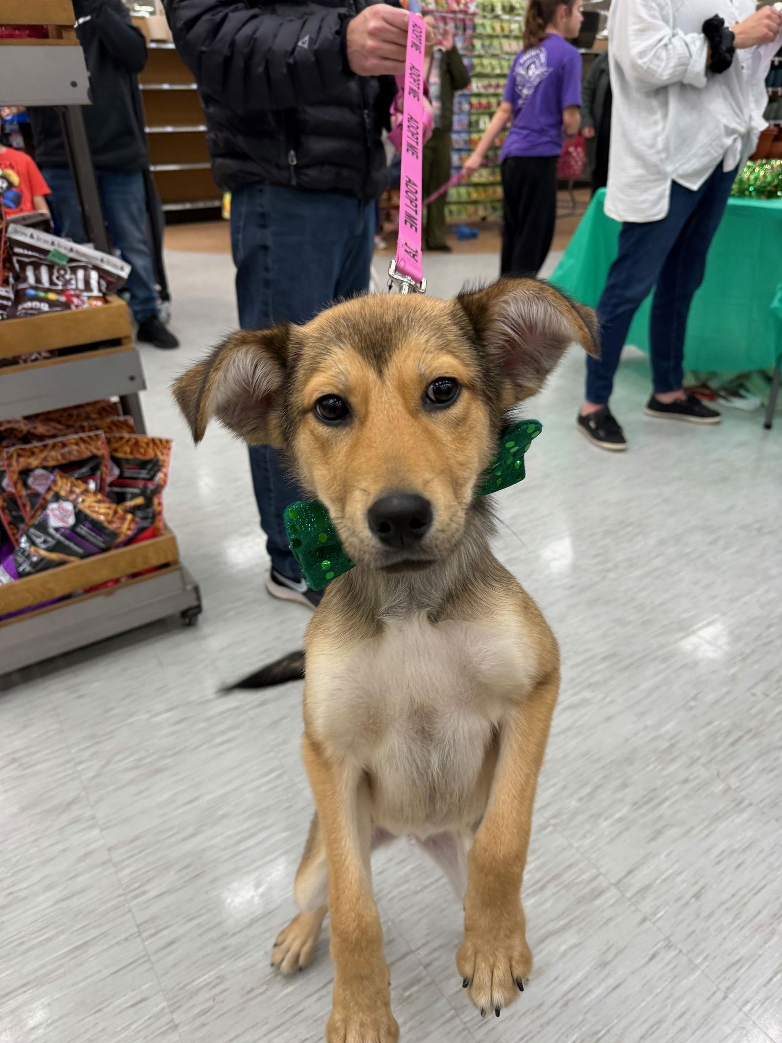 Enlarge Brynn, a Adoptable mixed breed in GILBERTS, IL image 3/3