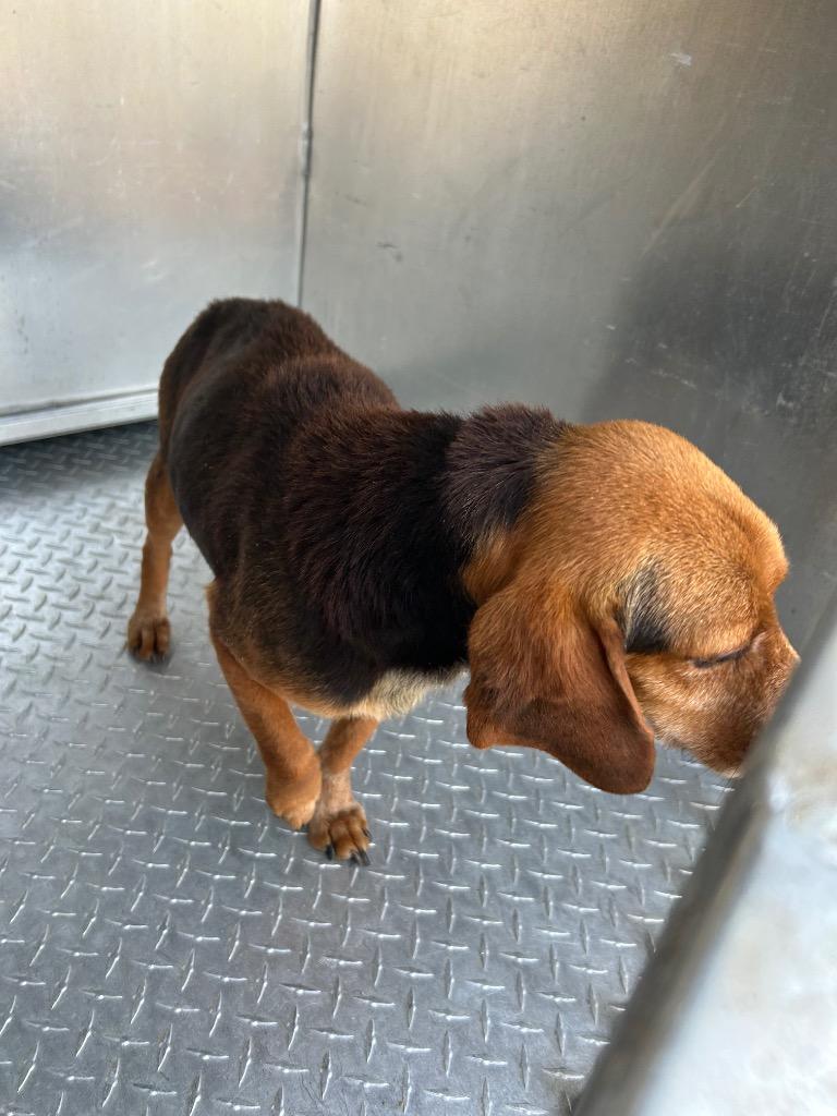 Jimmie John, Adoptable, Senior Male Mixed Breed.