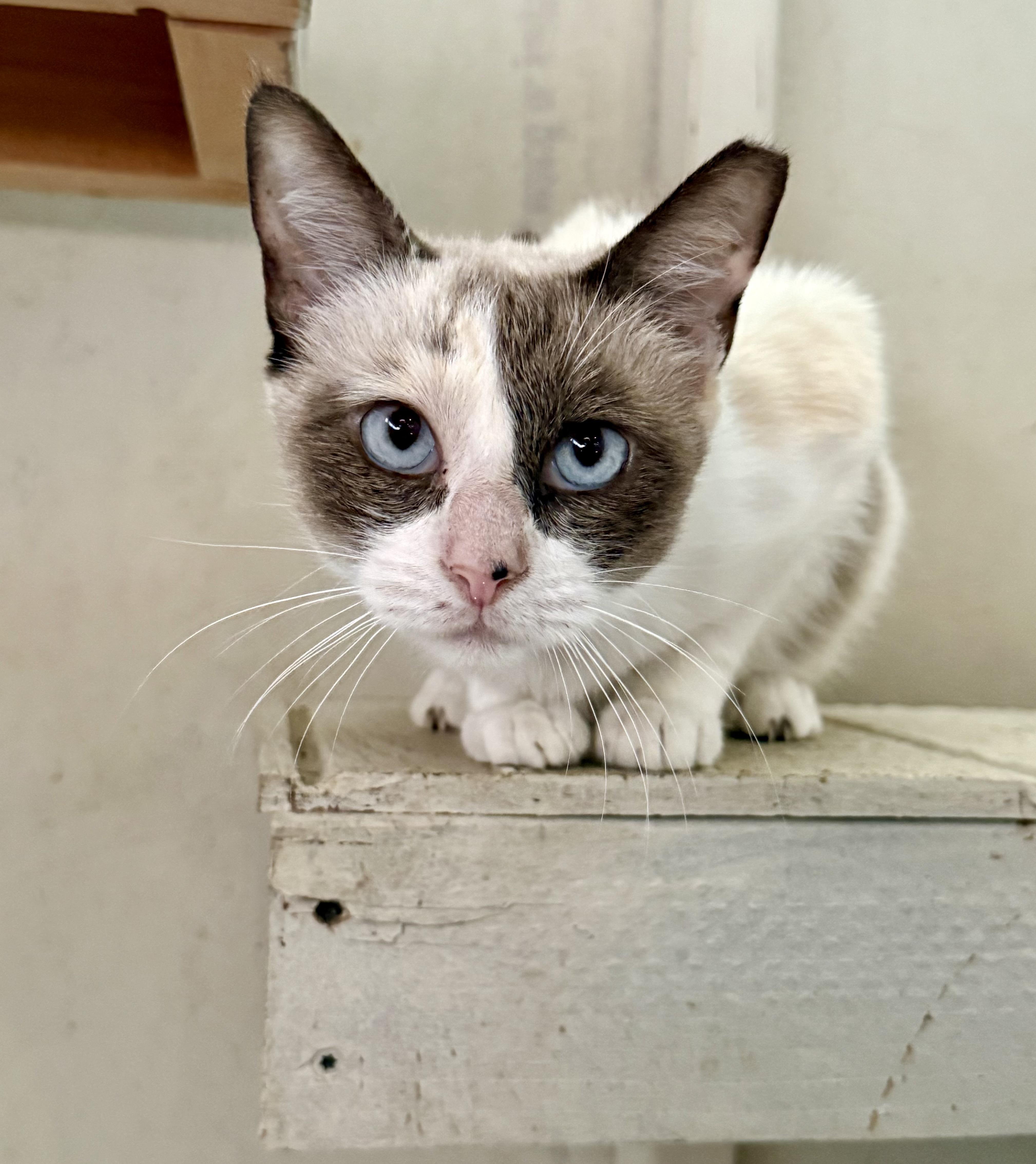 Willadean, Adoptable, Adult Female Domestic Short Hair.