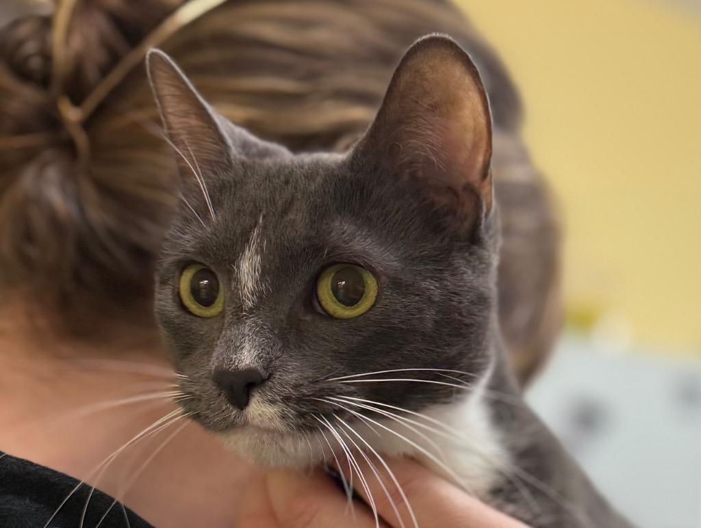 Elsie, Adoptable, Young Female Domestic Short Hair.