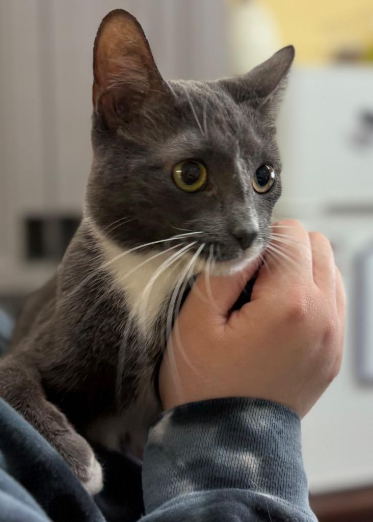 Enlarge Elsie, a Adoptable mixed breed in Syracuse, IN image 2/3