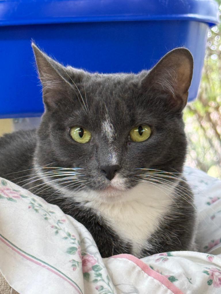 Enlarge Elsie, a Adoptable mixed breed in Syracuse, IN image 3/3