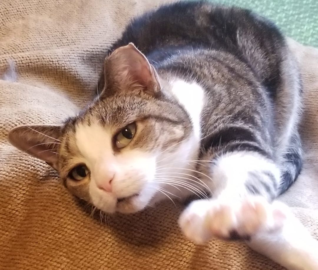 Maya, a Adoptable Domestic Short Hair in Austin, TX image 1/9